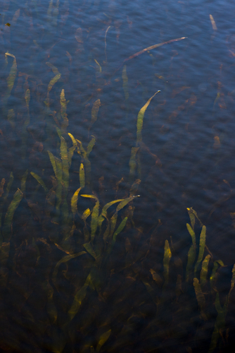 Underwater Garden