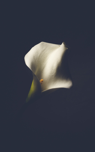 Lily