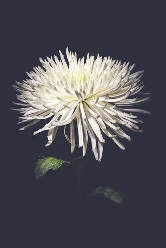 Chrysanthemum