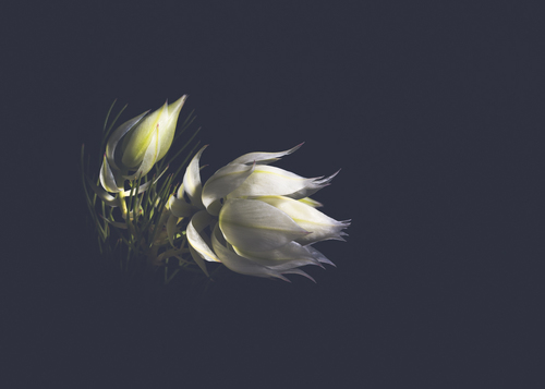 Innocence