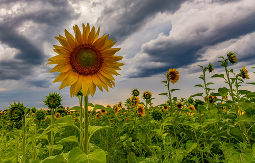 Sunflowers