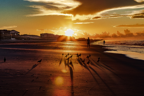 Birds On A Beach