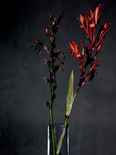 Red Canna Lilies