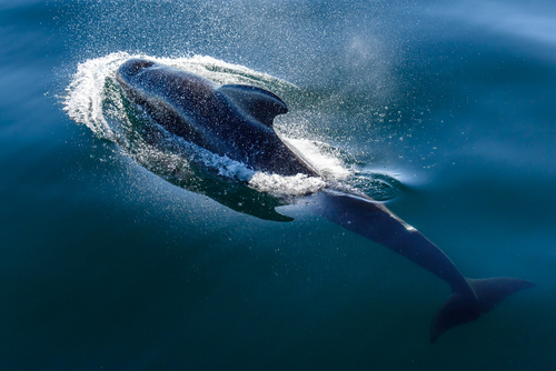 Whale Shower