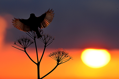 Stonechat at Sunrise