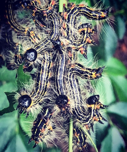 Yellowneck Caterpillars