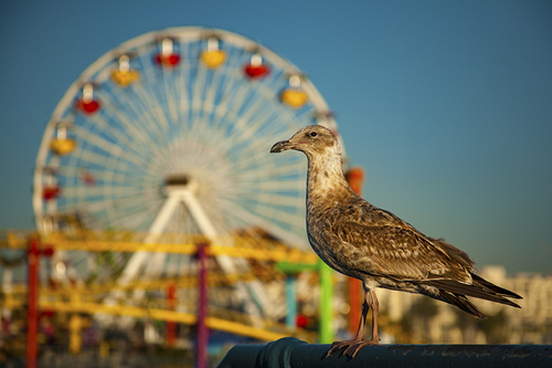 Carnival Gull