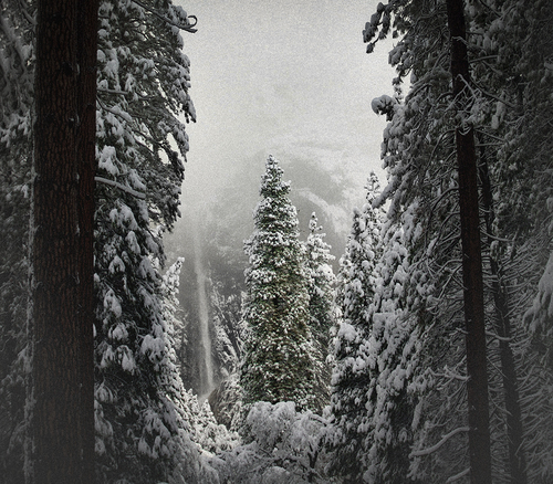 Snow Tree