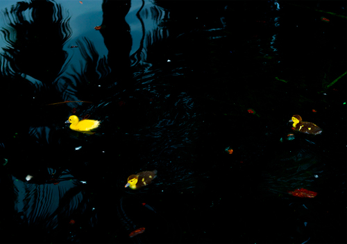 Three Ducklings