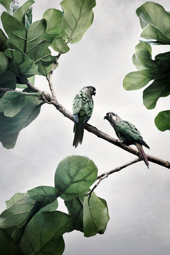 Comfort Me Conures