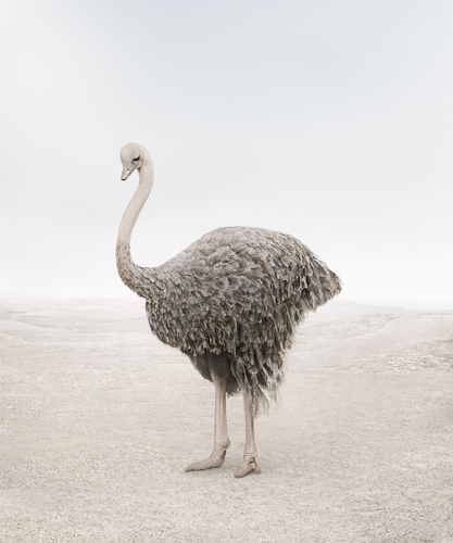 Onwards Ostrich
