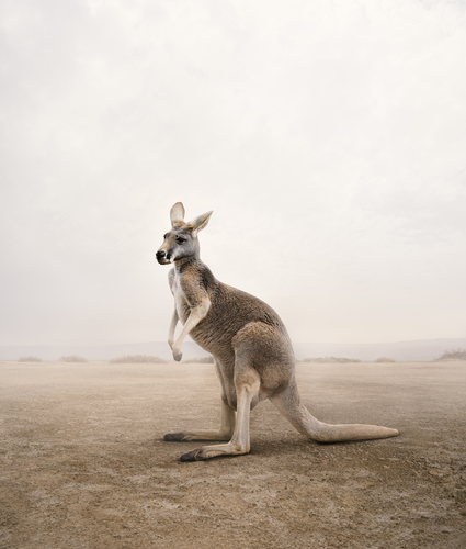 Care Kangaroo