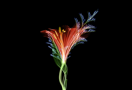 Feather Flower