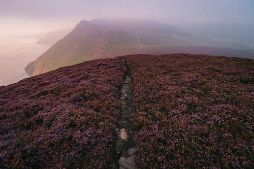 Purple Heather Bloom, Isle of Man