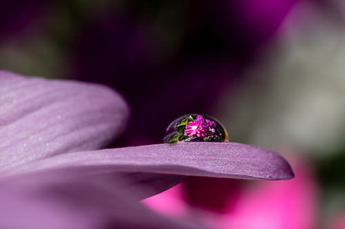 Water Drop Magnifying Flowers