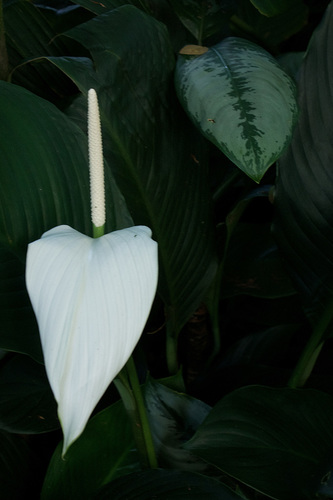 2 Leaves