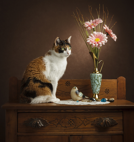 Kumi on dresser