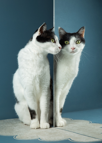 Reflection with Koji