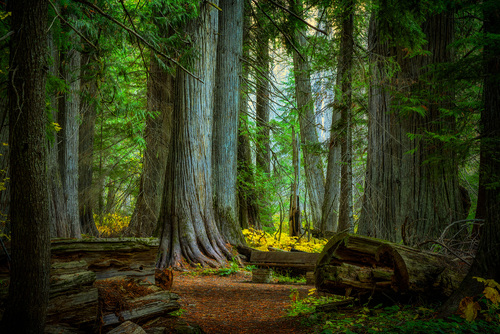 Ancient Cedars