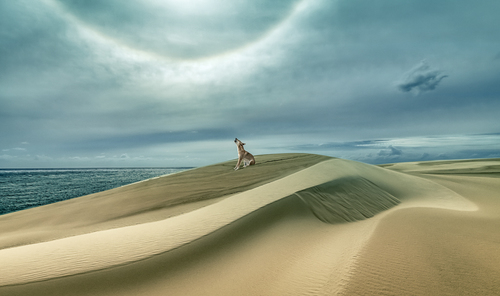 Lone Dingo Howl