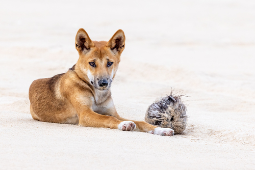 Dingo and Coconut