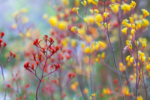 Kangaroo Paw