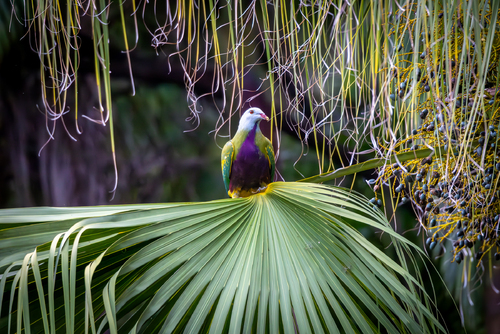 Wompoo Fruit-Dove