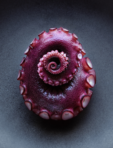 Octopus tentacle