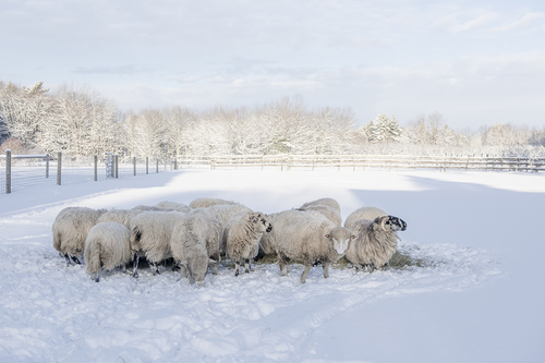 Winter Sheep