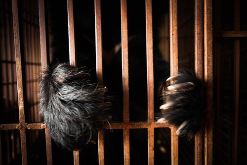 The Bear Bile Trade