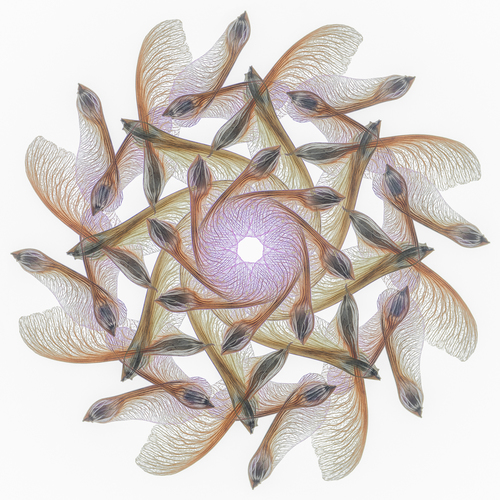 Mandala with Maple Samaras