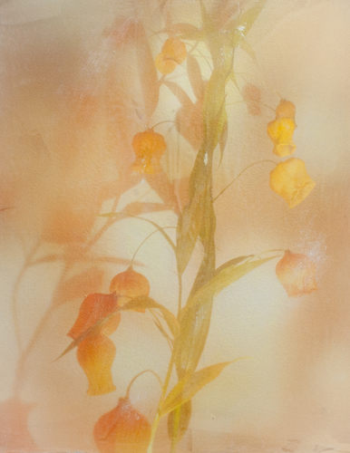 Flowers' disco 2024
