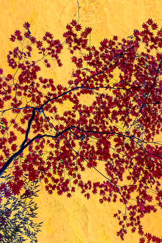 Autumn Colors