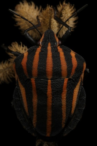 Emblem