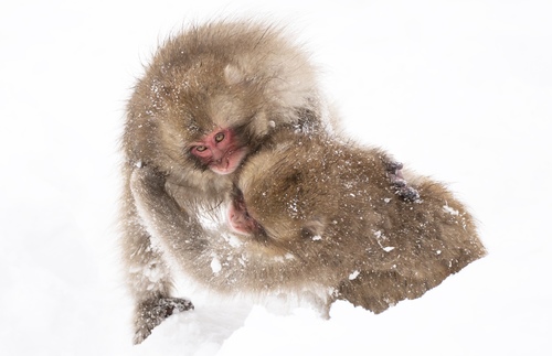 battle of snow field
