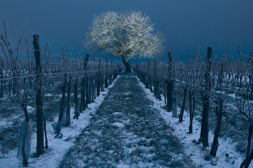 A winter portrait of a cherry tree