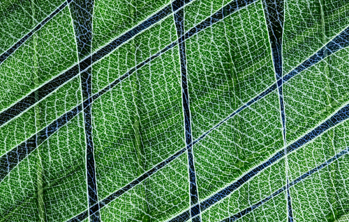 Oleander leaves abstract
