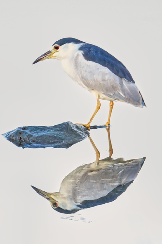 Black Crowned Night Heron