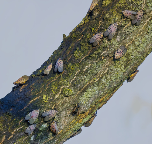 Spotted Lanternfly Infestation