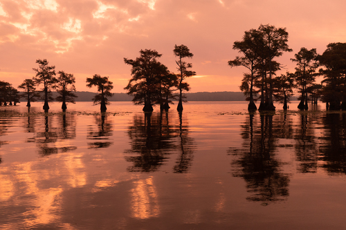 Pink Dawn