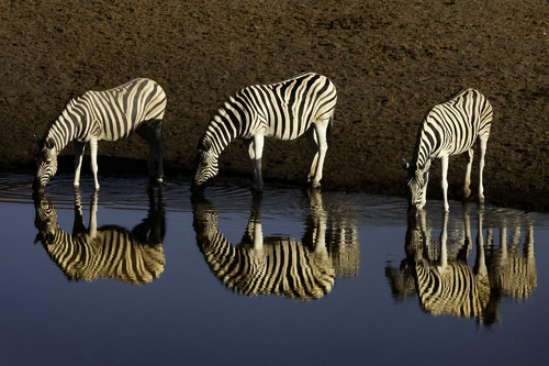 Zebra Mirror