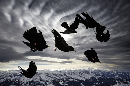 Acrobats of the Air