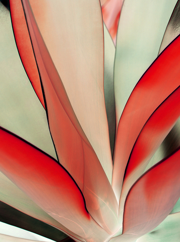 Floral Form 1