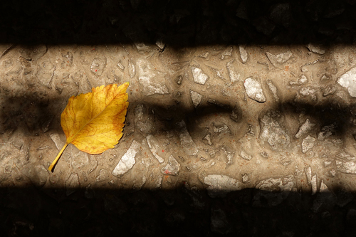 Fallen Leaf 