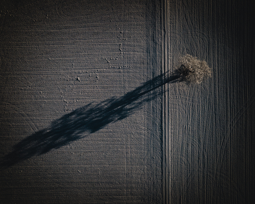 Single Tree