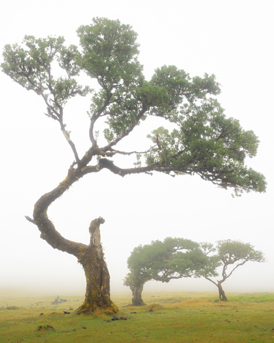 Fanal Forest