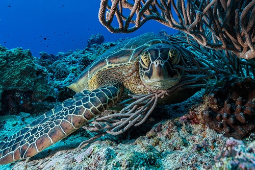 Mr Turtle