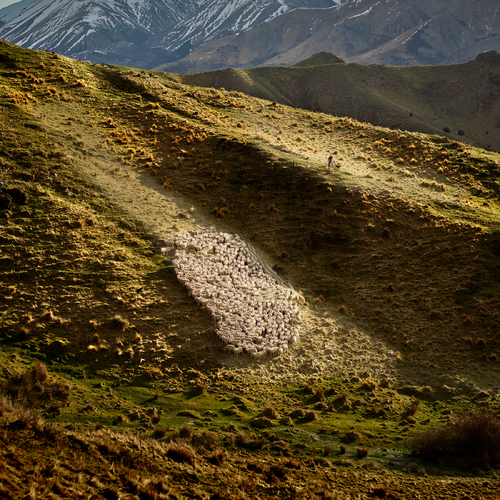 Sheep Herding