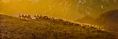 The Sheep