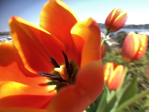 Tulips ablaze with Color